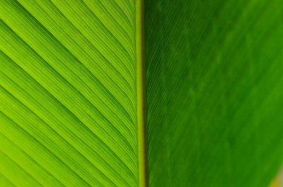 A close-up photo of a green leaf